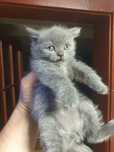 British shorthair