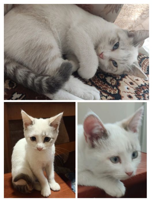 Отдам бесплатно котят