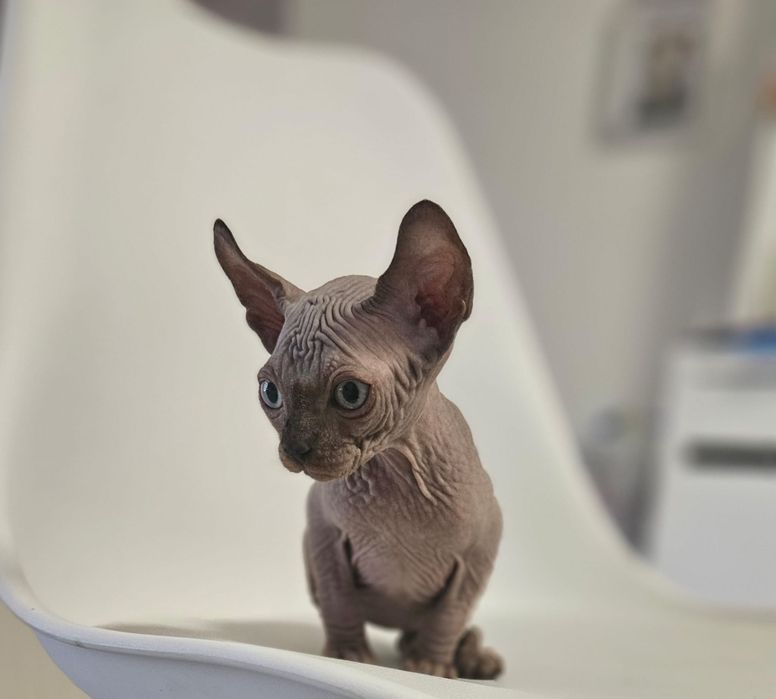 Baietel sphynx/sfinx/elf SUPERB