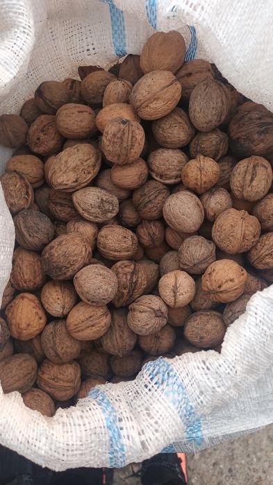 Nuci in coaja de vanzare !