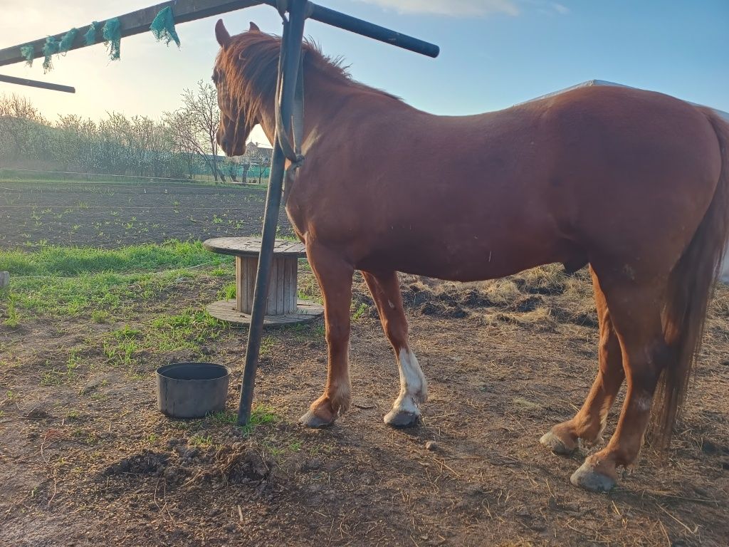 Cal echitatie working equitation