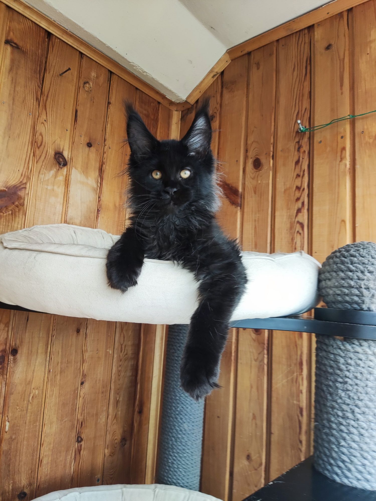 Котёнок Мейн кун
