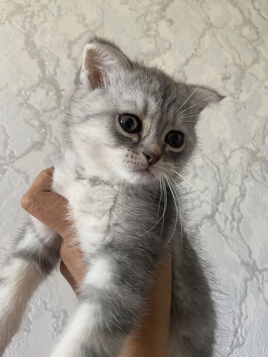 Zottor Mushukchalar sotiladi