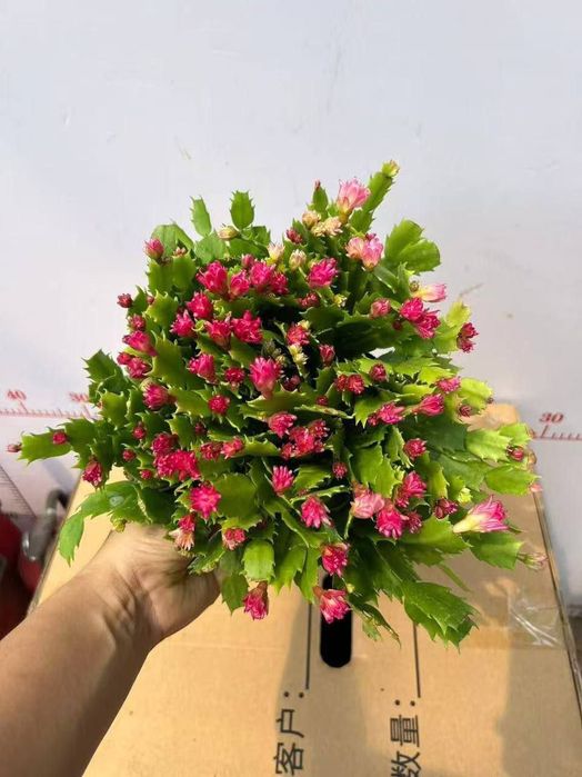 Сотилади декабрис гул