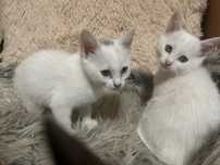 Подарявам котенца