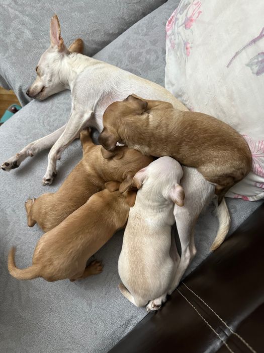 Продавам сърнисти пинчери