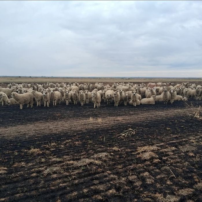 Vând oi in comuna pietrosani jud Teleorman