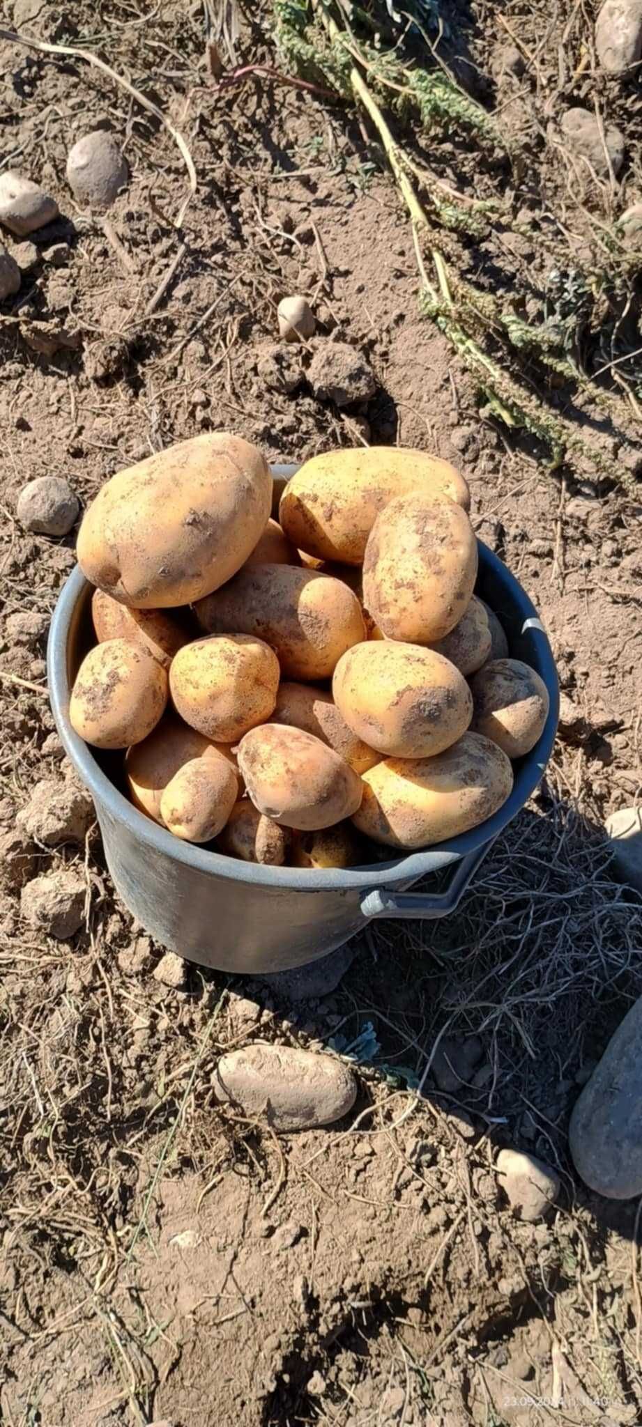 Картоф сорая гр. Самоков