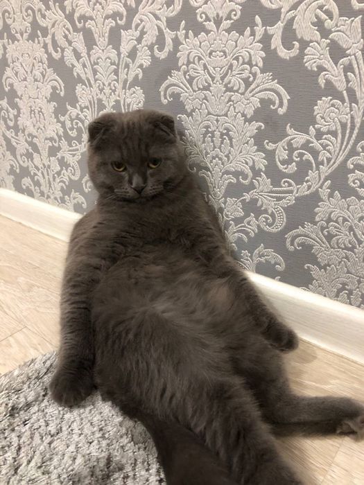 кошка.          .