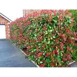 Photinia red robin gard viu