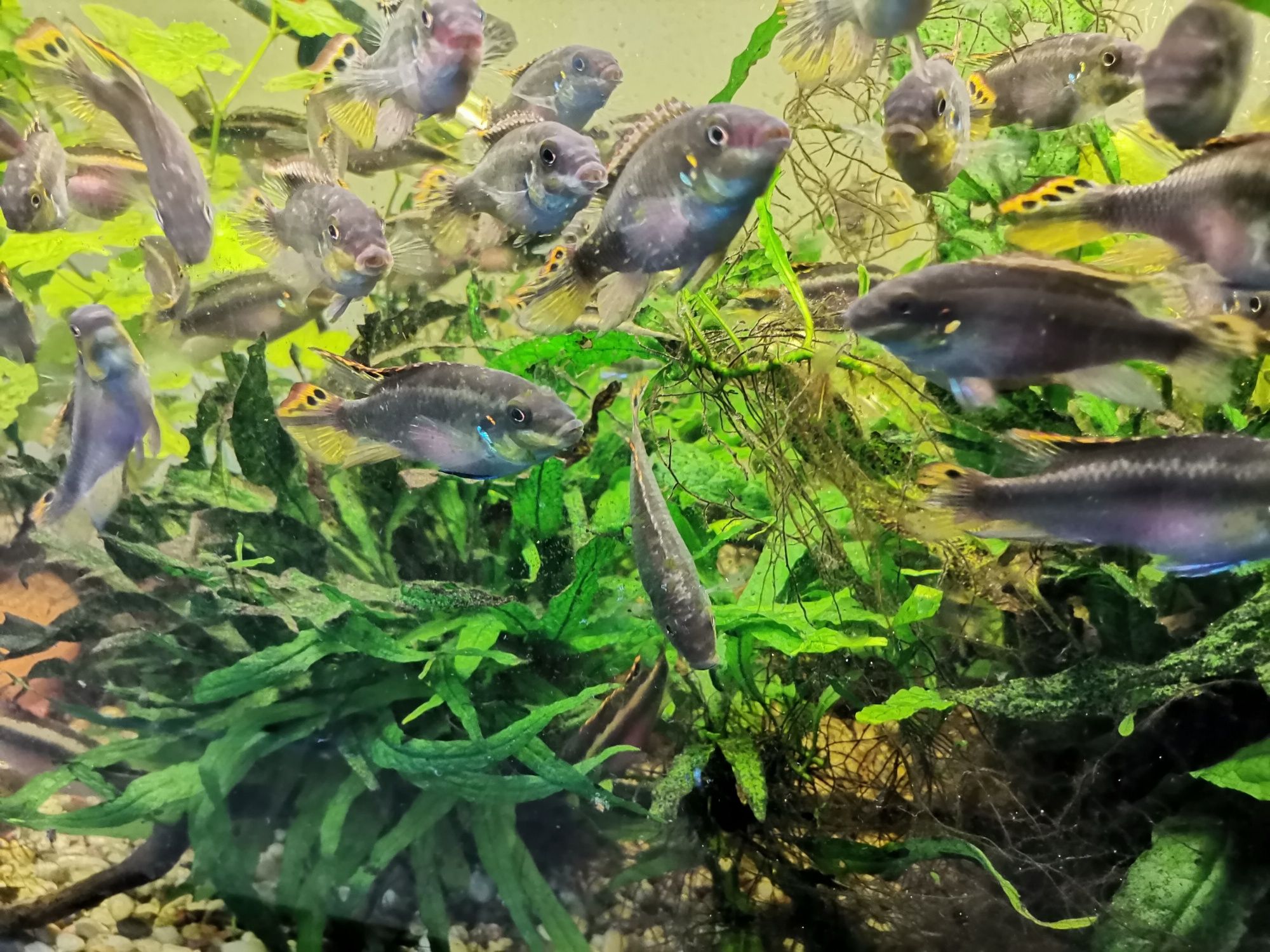 Аквариумни рибки Цихлиди Крибензис чифт