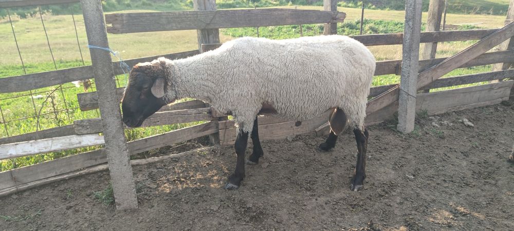Berbeci de vânzare Iasi
