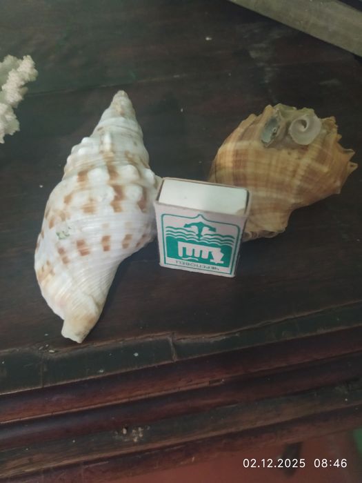 Продам кораллы и ракушки.
