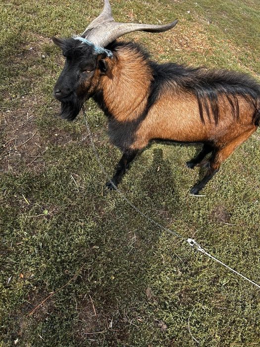 Vând țap alpina franceza