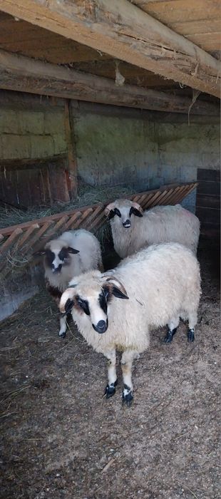 Vind berbecuți  și o miala