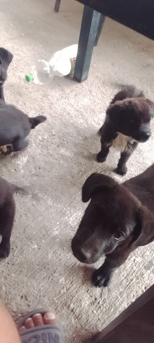 Donez căței talie mica vărsată 3 luni