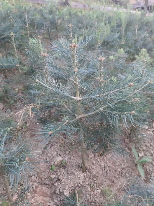 Puieti brad albastru calitate Premium-Abies concolor 4 ani