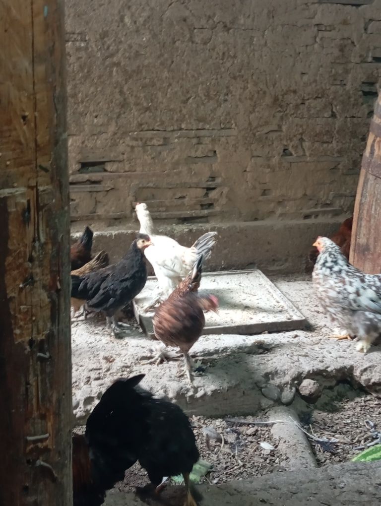 Продам японских курей домашние