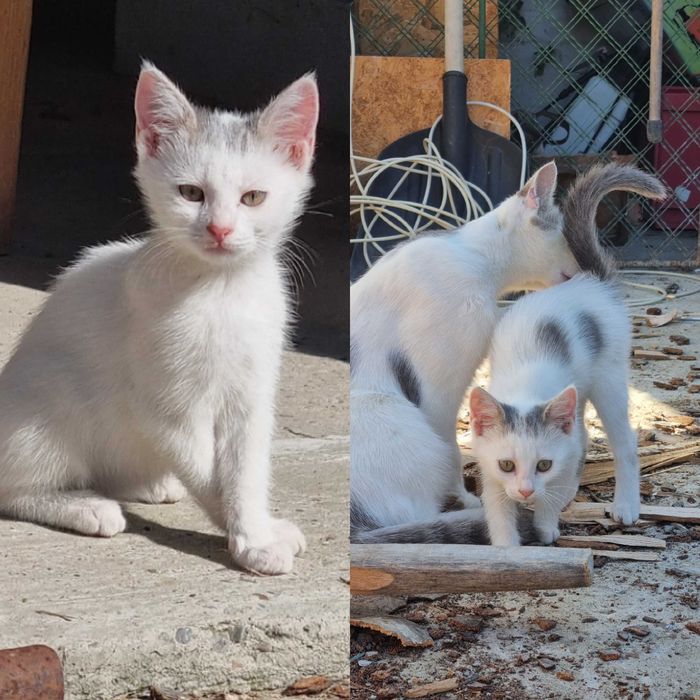 Pui de pisică spre adoptie