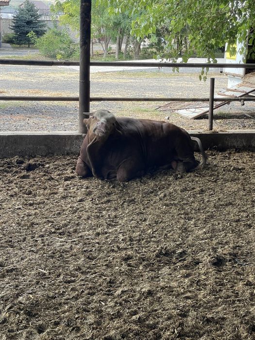 Vand tauri de rasa cu greutatea cuprinsa intre 400 si 550 kg