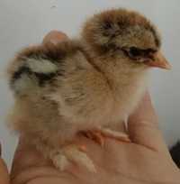 Pui de găină Italiana,la bresse,australorp,plymouth,vorverk,brahma