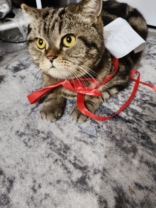 Отдам кота в хорошие руки