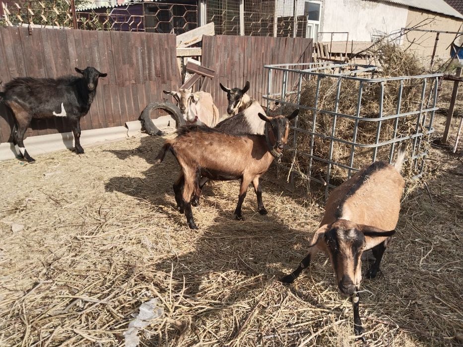 Продам алпиский  коз молочные