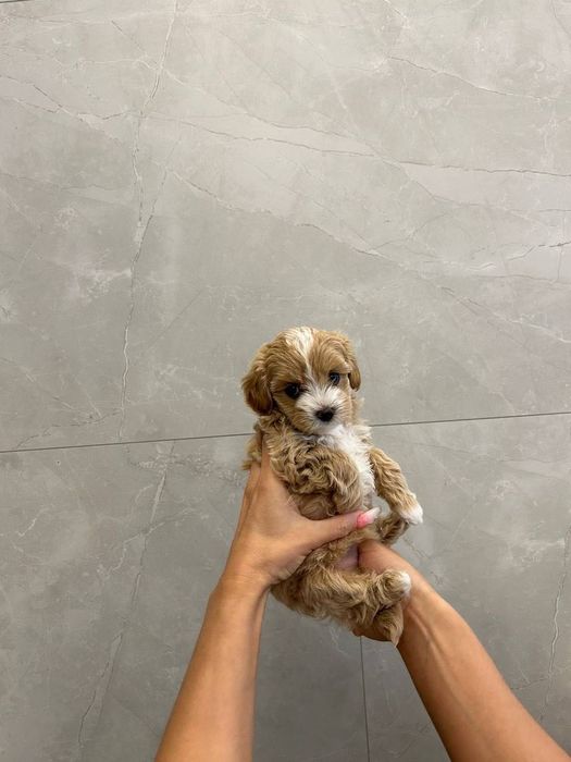 смотрелочки - Мальтипу Ф1