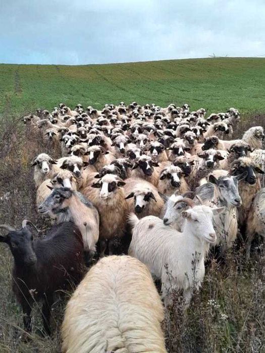 Oi de vânzare tinere