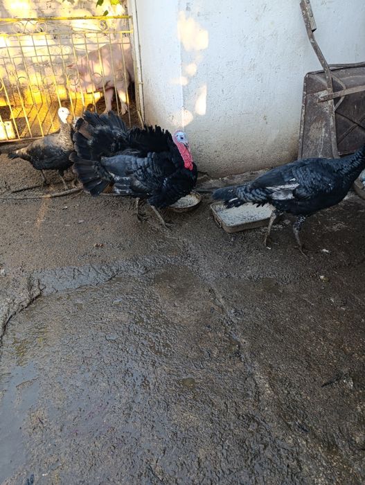 Пуяк за клане или гледане