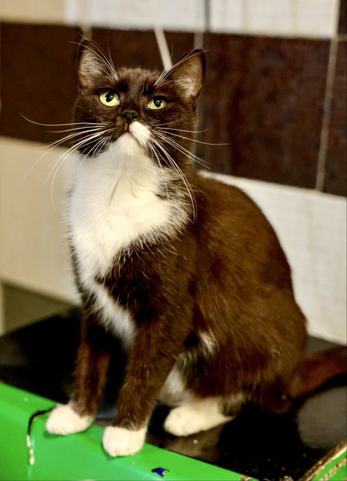 Молодая стерильная и привитая кошечка Нотка с паспортом и доставкой