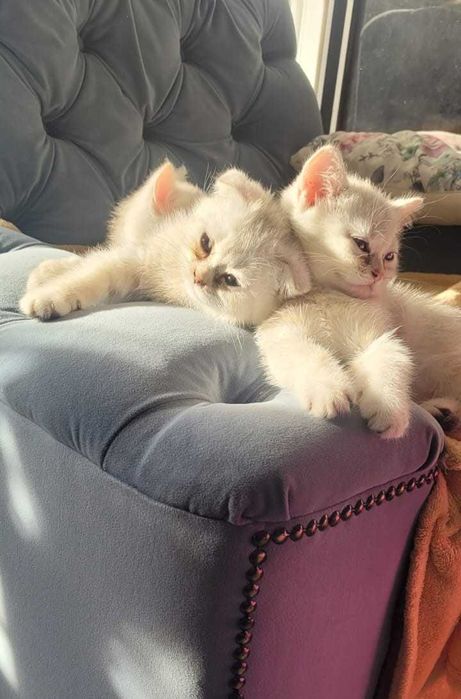 Pisici de rasă british shorthaire și scotish fold