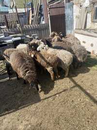 Продам овец отпом