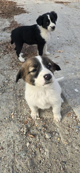 Щенки в добрые руки, девочки-красотки
