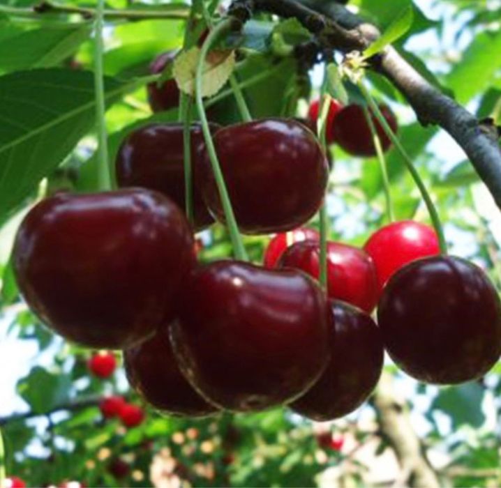 Pomi fructiferi clasici