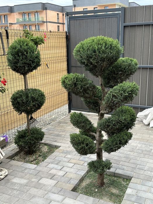 Tuia brazi maslini catalpa pom-pom spirale artari pohtinia cedru