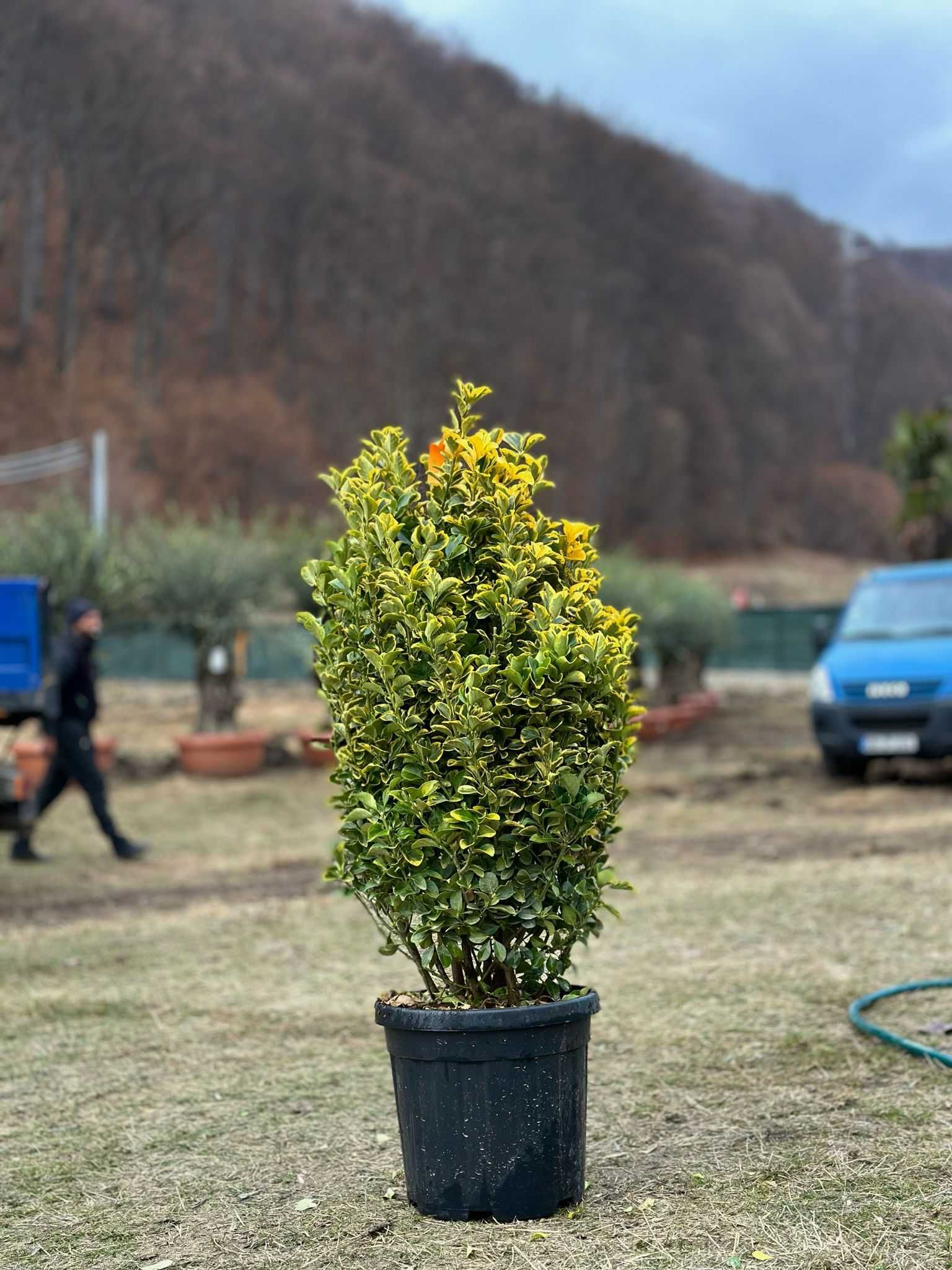 Plante Ornamentale pentru gradina ta