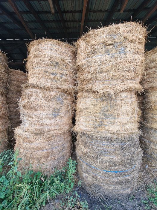 Vand Baloti de Lucerna de Calitate