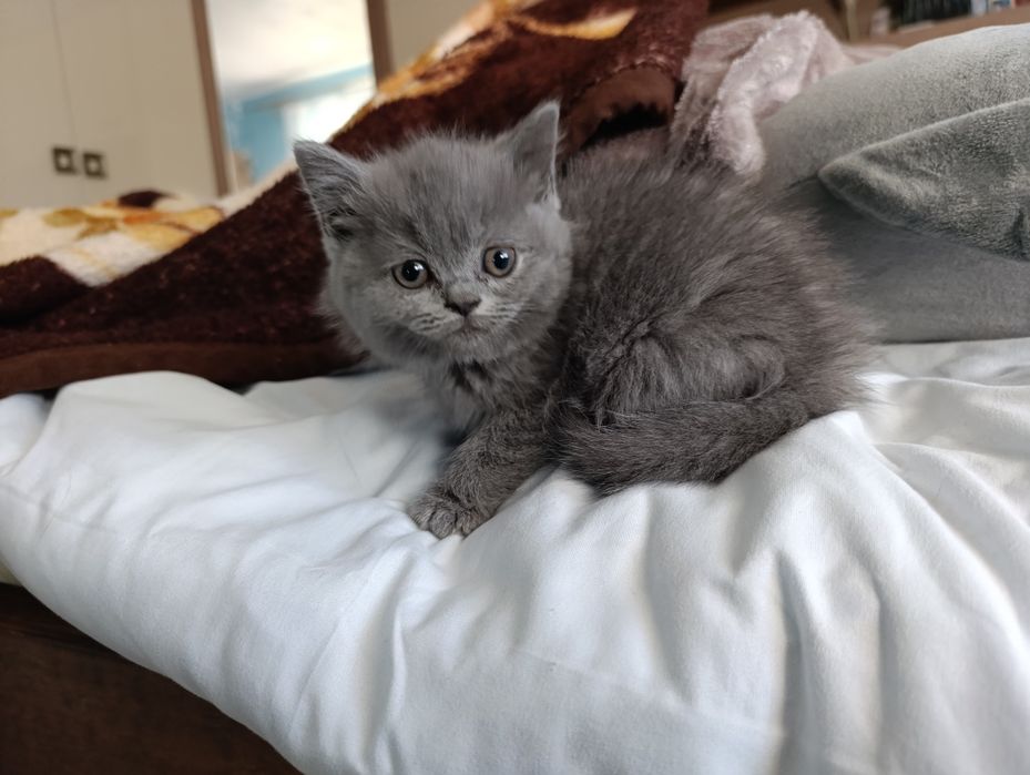 British shorthair