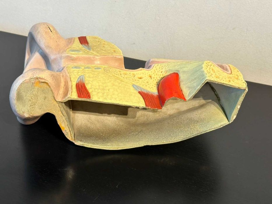 Соц Анатомичен Модел на Човешко Ухо