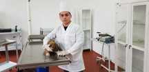 Veterinary Treatment for pets