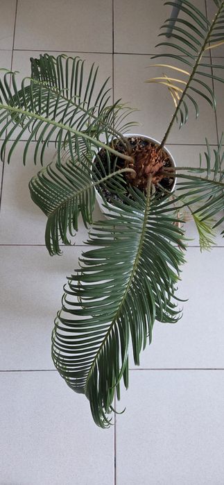 Planta Cycas de apartament