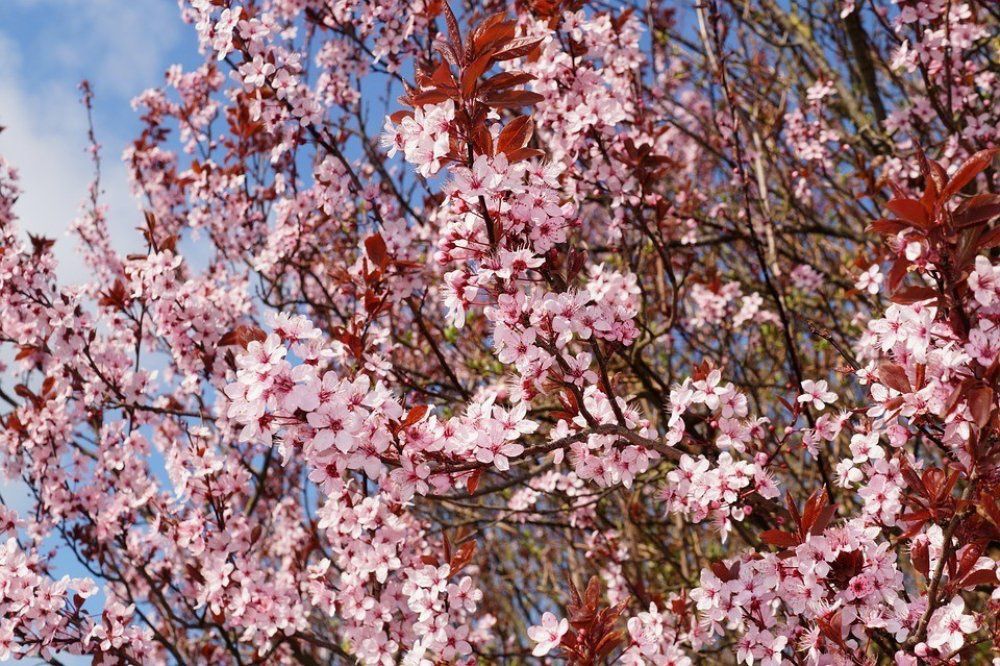 Pomi Ornamentali (Prunus NIGRA )