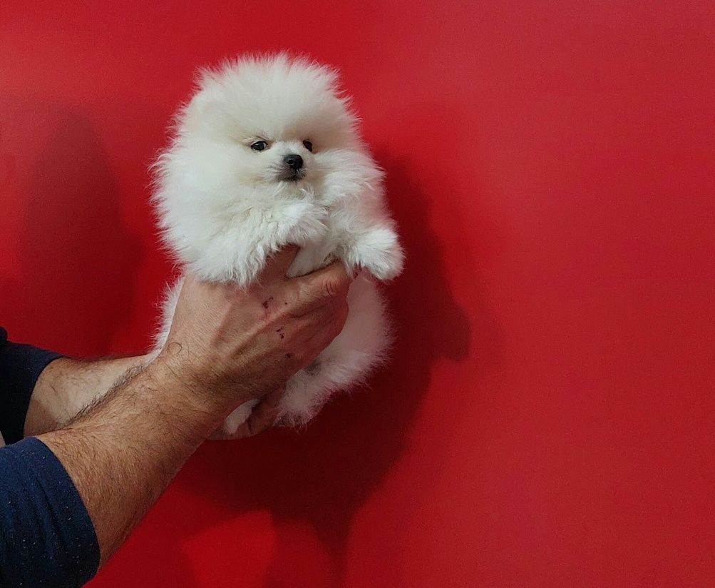 Pomeranian pui mascul