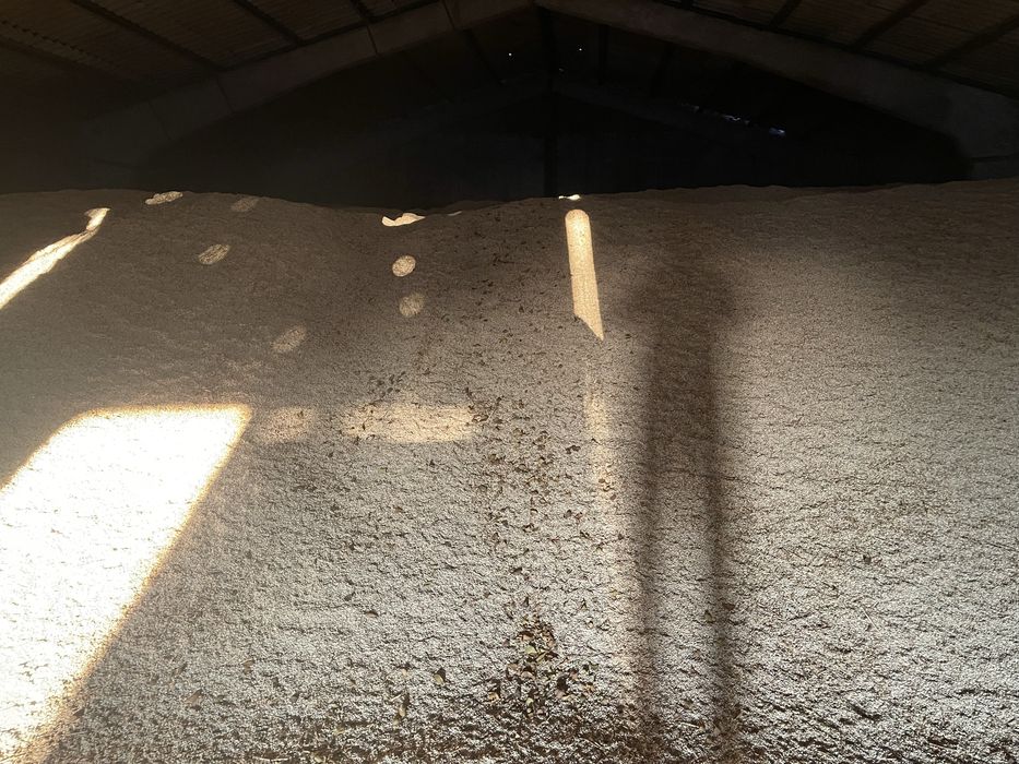 Сафлор урожай 2025г