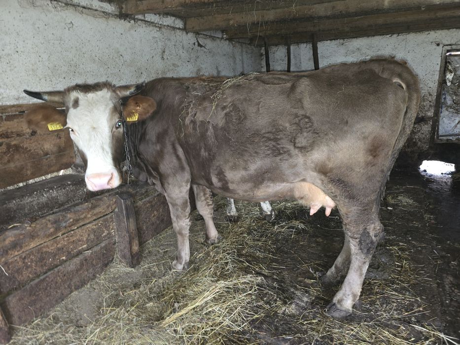 Vacă bruna de vânzare