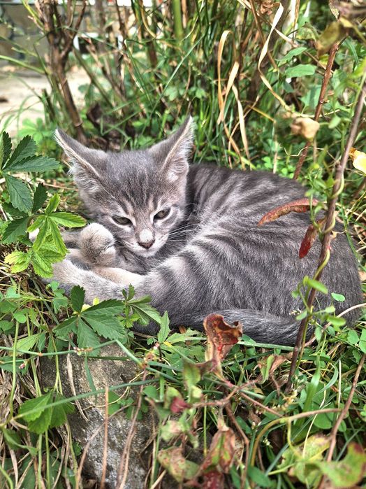 Подарявам котенце