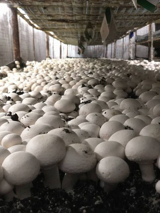 Енг даромадли бизнесни ургатамиз шампиньон кузикорин бизнеси