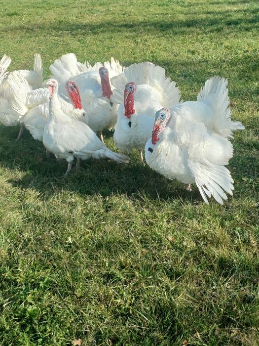 Vand curcani tineri crescuti natural