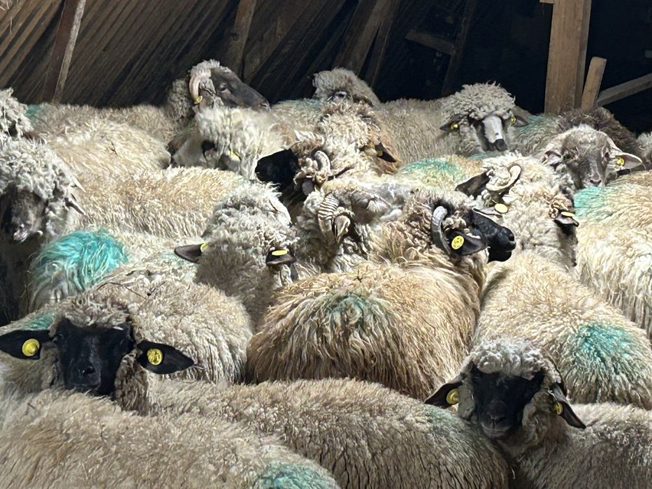 Vând cârlane 29 bucati